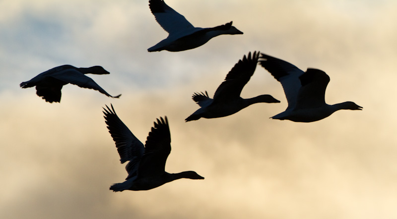 Snow Geese In Flight